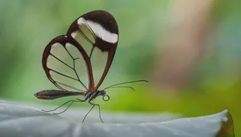 The Mythos Ledger, Part 3: The Glasswing Strategy (From Defensive Coalitions to Cloud Immunity)