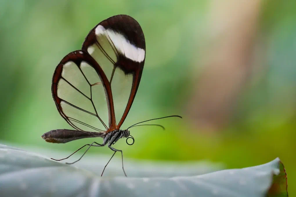 The Mythos Ledger, Part 3: The Glasswing Strategy (From Defensive Coalitions to Cloud Immunity) — hero image